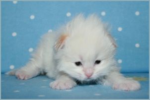 Male Siberian Kitten from Deedlebug Siberians